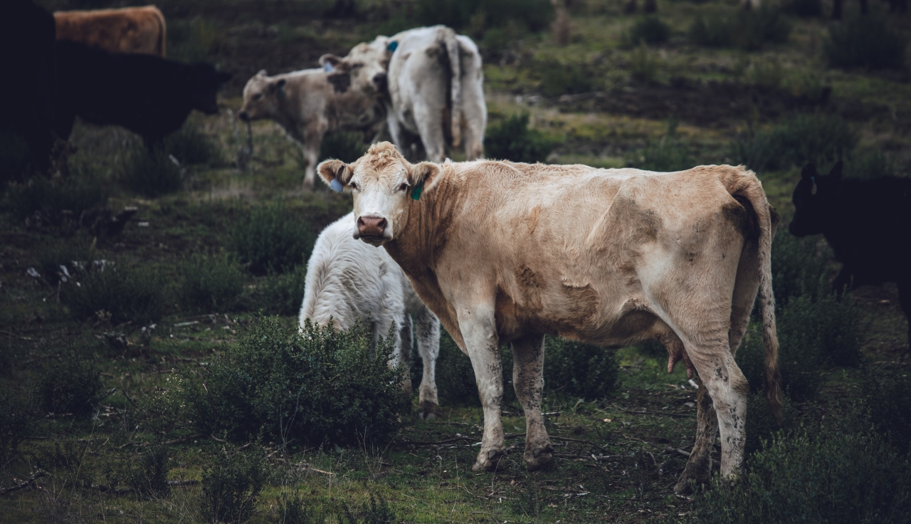 Эпидемия ящура в НСО