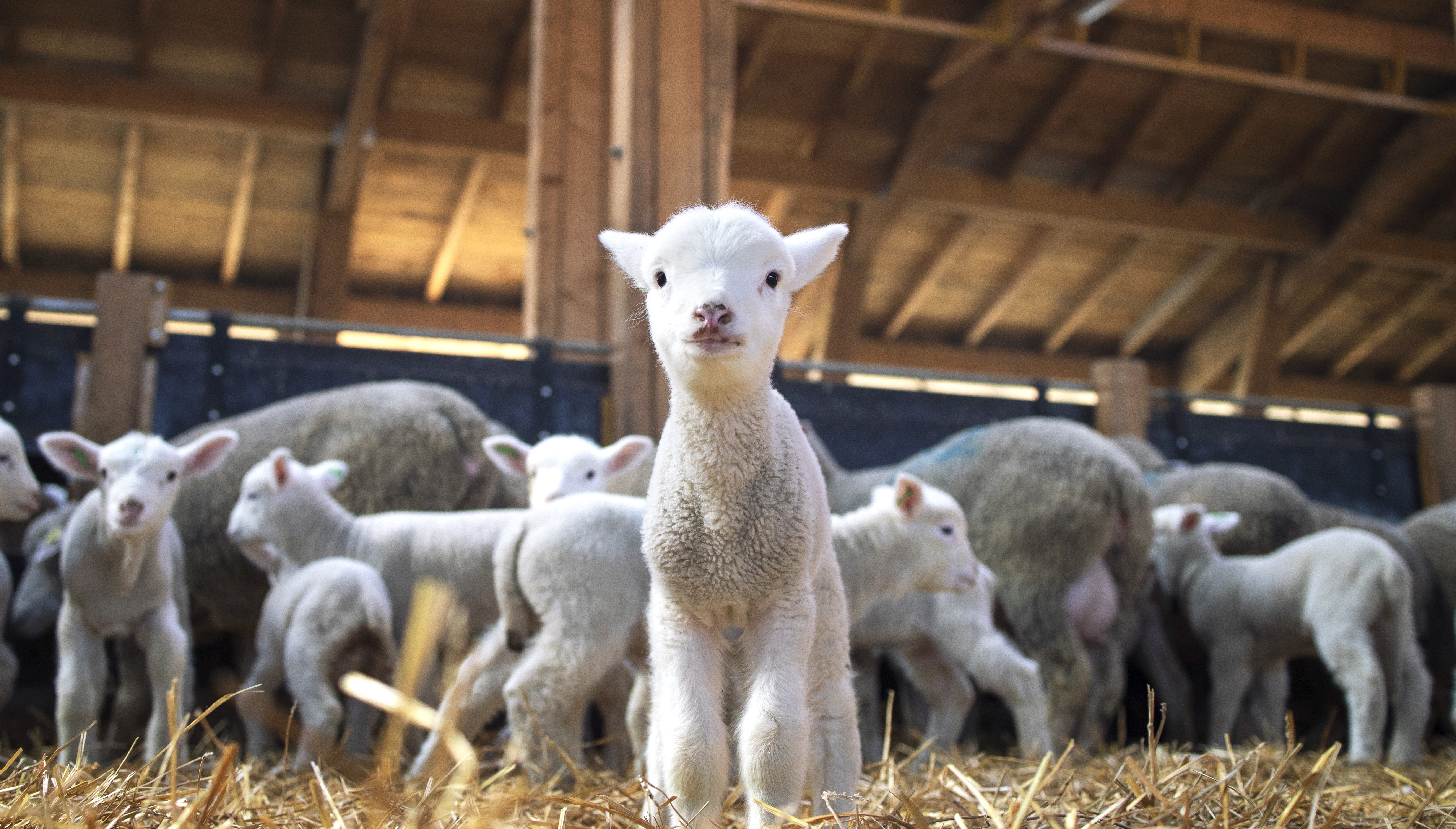 Эпидемия пастереллеза в Сибири
